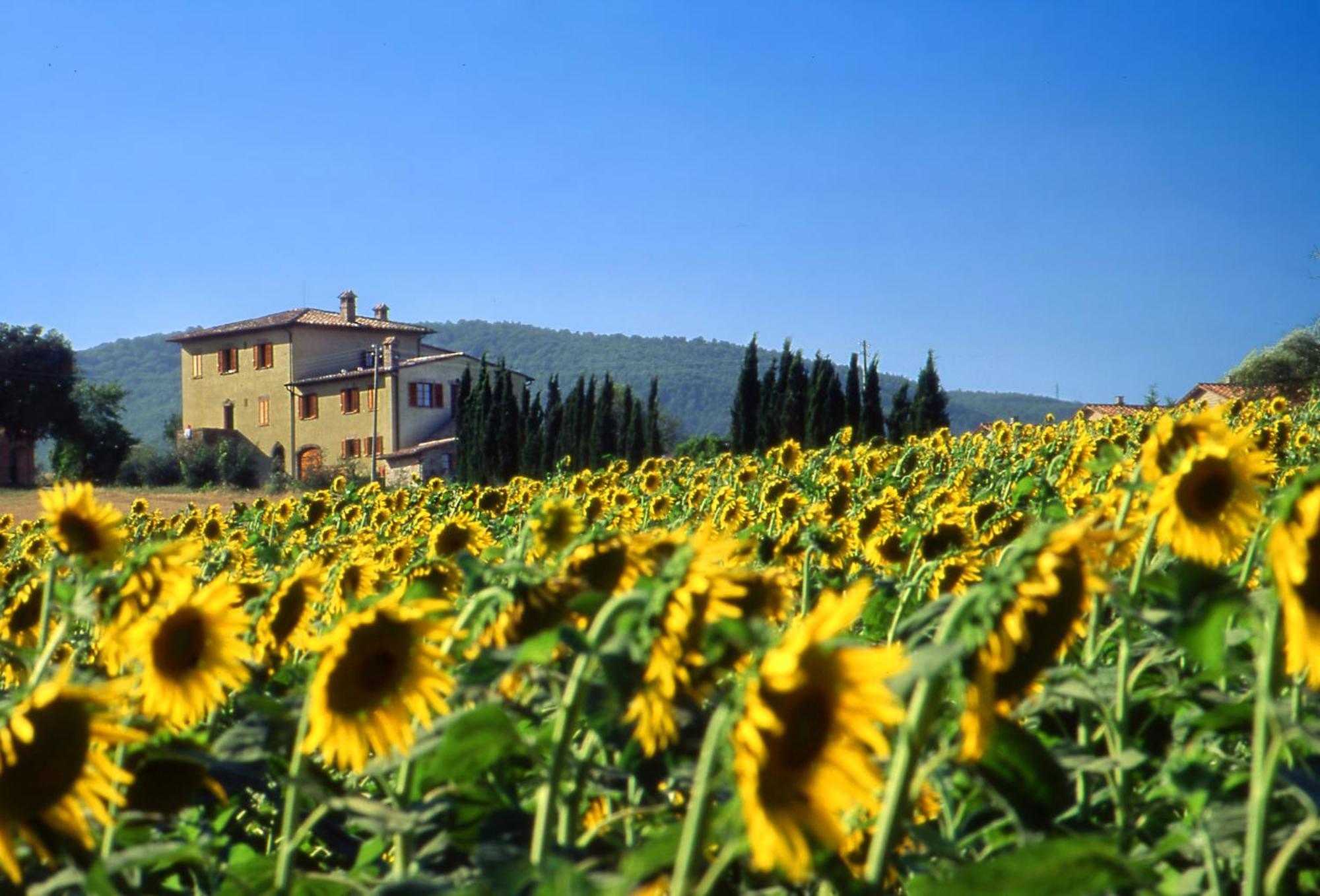 Agriturismo Palazzo Bandino - Wine Cellar, On Reservation Restaurant And Spa 基安奇安诺泰尔梅 外观 照片